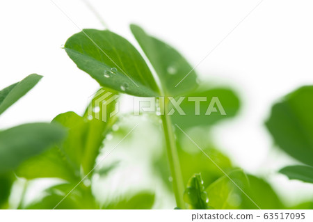 圖像綠色 圖像綠色 63517095