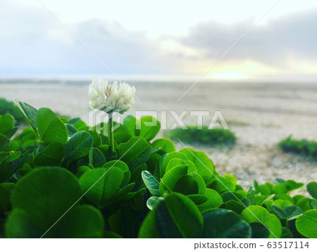 岸上的一朵白花 岸上的一朵白花 63517114