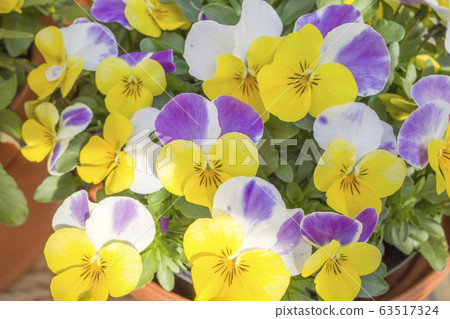 Viola 63517324