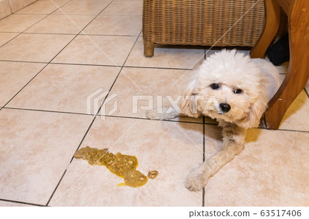 Sick poodle dog with vomit on floor at home 63517406