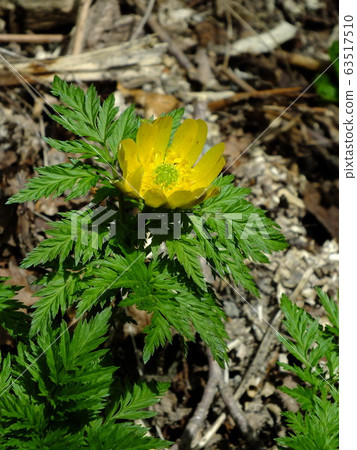 阿多尼斯拉莫薩 63517510