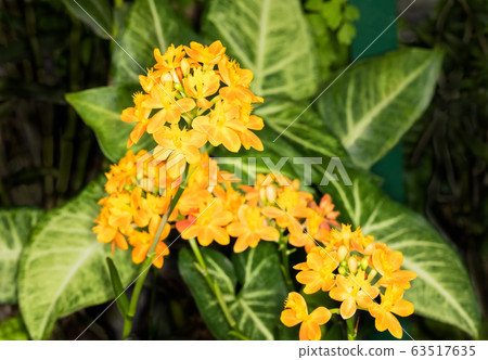 Macro light shooting, epidendrum, yellow, precision image 63517635