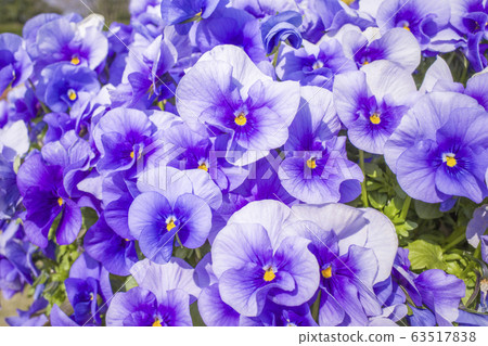 Viola Viola 63517838