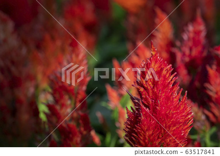Close-up of red beautiful Celosia flowers in garden. Close-up of red beautiful Celosia flowers in garden. 63517841