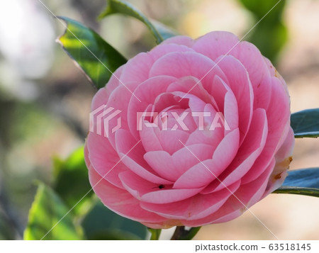 少女少女少女花 63518145