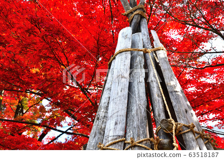 Autumn leaves Autumn leaves 63518187
