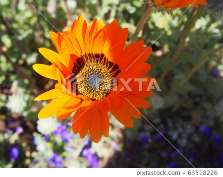 花 花 63518226
