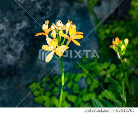 Macro light photography, South American epidendrum, yellow, precision image Macro light photography, South American epidendrum, yellow, precision image 63518705