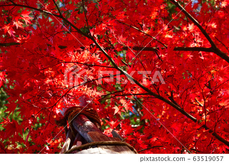 Autumn leaves Autumn leaves 63519057