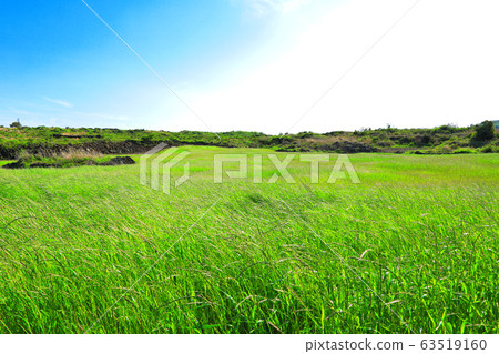 Jeju rural spring landscape, wild flowers, batdam, ganmu, rape flowers, Jeju rural spring landscape, wild flowers, batdam, ganmu, rape flowers, 63519160