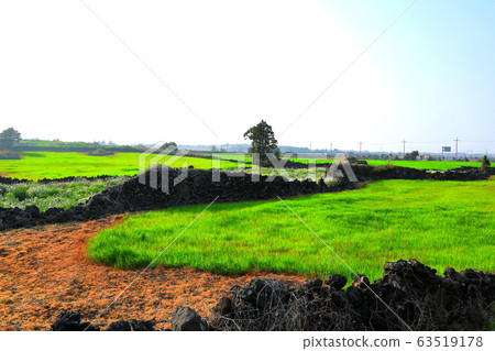 濟州鄉村春季景觀，野花，蝙蝠，甘木，油菜花， 63519178