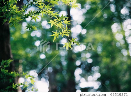 Blue maple Blue maple 63519271