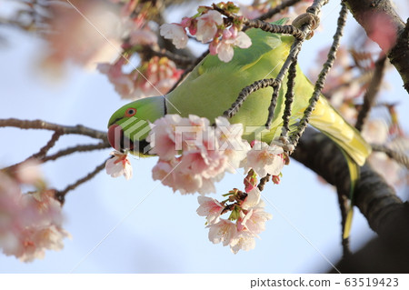 Wild seaweed macaw male eating cherry blossoms 63519423