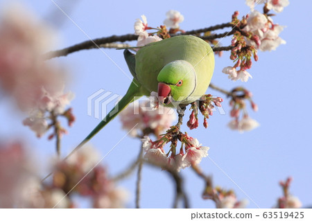 Wild seaweed macaw male eating cherry blossoms Wild seaweed macaw male eating cherry blossoms 63519425