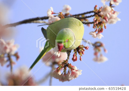野生海藻金剛鸚鵡男性吃櫻花 63519428