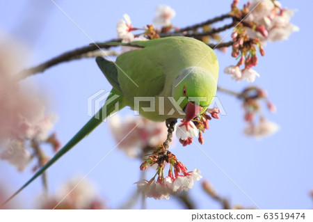 Wild seaweed macaw male eating cherry blossoms Wild seaweed macaw male eating cherry blossoms 63519474