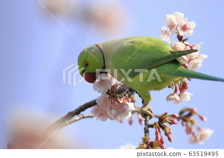 Wild seaweed macaw male eating cherry blossoms Wild seaweed macaw male eating cherry blossoms 63519495