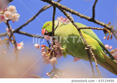 Wild seaweed macaw male eating cherry blossoms Wild seaweed macaw male eating cherry blossoms 63519498