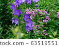 Purple flower_Kikyo_Flower language_Grace 63519551