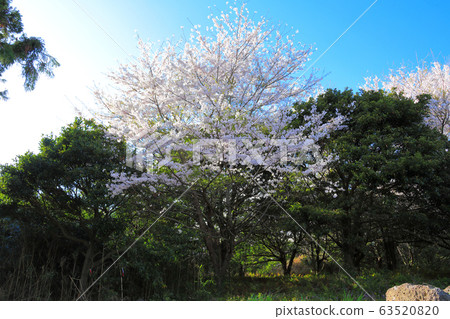 Jeju rural spring scenery, cherry blossoms, cherry trees 63520820