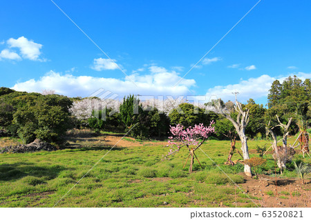 Jeju rural spring scenery, cherry blossoms, cherry trees 63520821