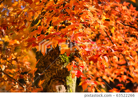 Kotori no Mori (Santokuen) late autumn maple leaves 6 Higashi Ward, Okayama City, Okayama Prefecture Kotori no Mori (Santokuen) late autumn maple leaves 6 Higashi Ward, Okayama City, Okayama Prefecture 63522266