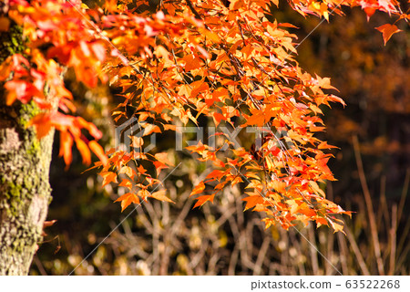 Kotori no Mori (Santokuen) Late autumn maple leaves 4 Higashi Ward, Okayama City, Okayama Prefecture Kotori no Mori (Santokuen) Late autumn maple leaves 4 Higashi Ward, Okayama City, Okayama Prefecture 63522268