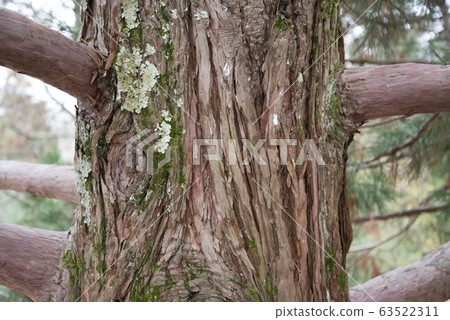 A scenic view of the trunk of a giant Sequoia, also known as giant sequoias or giant sequoadendron. Barrel close-up with an interesting texture. 63522311