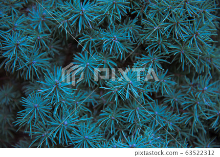 Canadian spruce close-up. Abstract dark green color. Stylish Wallpaper, background. Canadian spruce close-up. Abstract dark green color. Stylish Wallpaper, background. 63522312