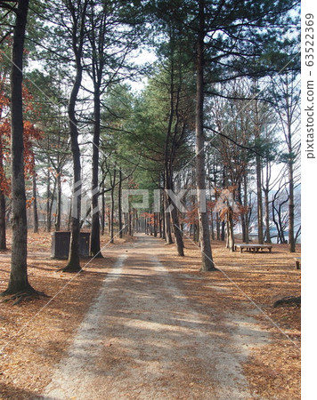 Nami Island 63522369