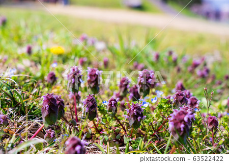 Spring field flowers 63522422