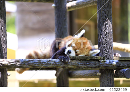 Lesser panda 63522469