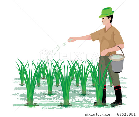 farmer manure into rice plant vector design 63523991