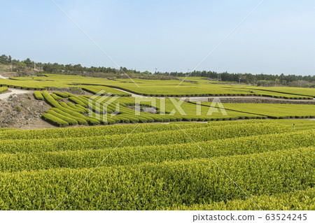 Green tea field full of clear sky and green Green tea field full of clear sky and green 63524245