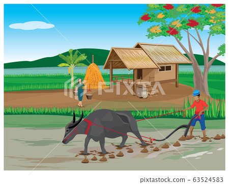 farmer plow in paddy field at countryside  63524583