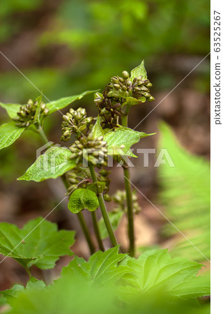 立柏 立柏 63525267