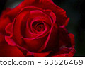 紅玫瑰 63526469