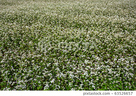 Buckwheat flowers in full bloom in Hedong Bukcheon Railway, Healing Trail Buckwheat flowers in full bloom in Hedong Bukcheon Railway, Healing Trail 63526657