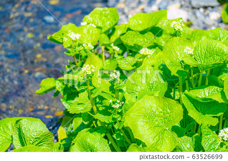 芥末花（芥末田）[長野縣] 63526699