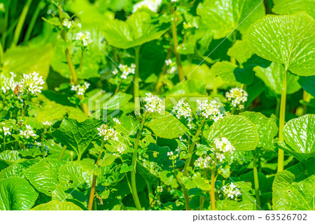 Wasabi flower (Wasabi field) [Nagano Prefecture] 63526702