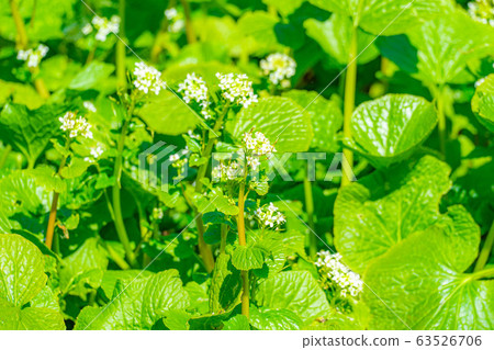 Wasabi flower (Wasabi field) [Nagano Prefecture] 63526706