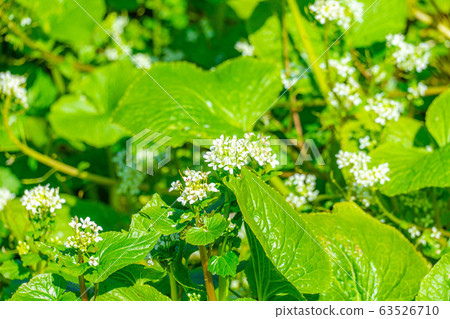 Wasabi flower (Wasabi field) [Nagano Prefecture] 63526710