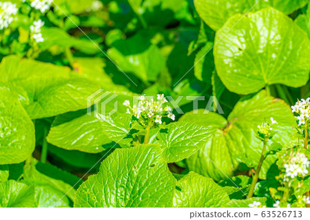 Wasabi flower (Wasabi field) [Nagano Prefecture] 63526713