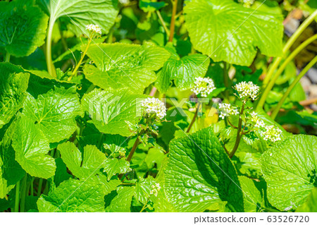Wasabi flower (Wasabi field) [Nagano Prefecture] 63526720