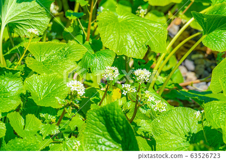 Wasabi flower (Wasabi field) [Nagano Prefecture] 63526723