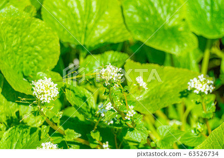 Wasabi flower (Wasabi field) [Nagano Prefecture] 63526734