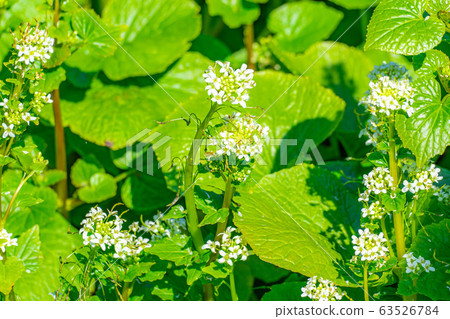 Wasabi flower (Wasabi field) [Nagano Prefecture] 63526784
