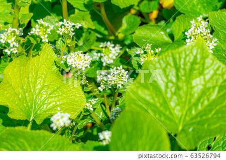 Wasabi flower (Wasabi field) [Nagano Prefecture] 63526794