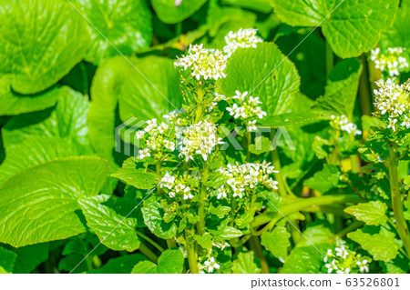 芥末花（芥末田）[長野縣] 63526801