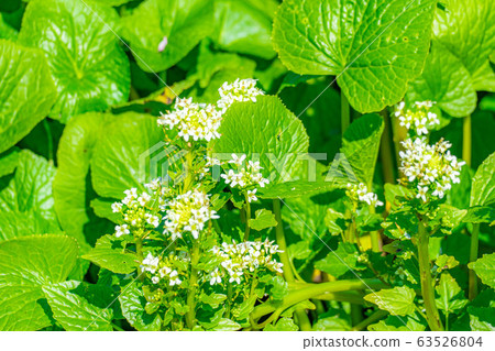 Wasabi flower (Wasabi field) [Nagano Prefecture] 63526804